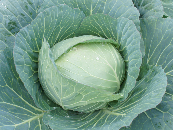 東京野菜ネットワーク